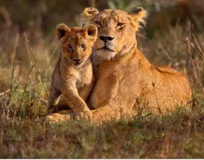 Wild Cats